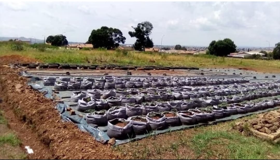Lenasia man rolls up his sleeves to keep his neighborhood clean