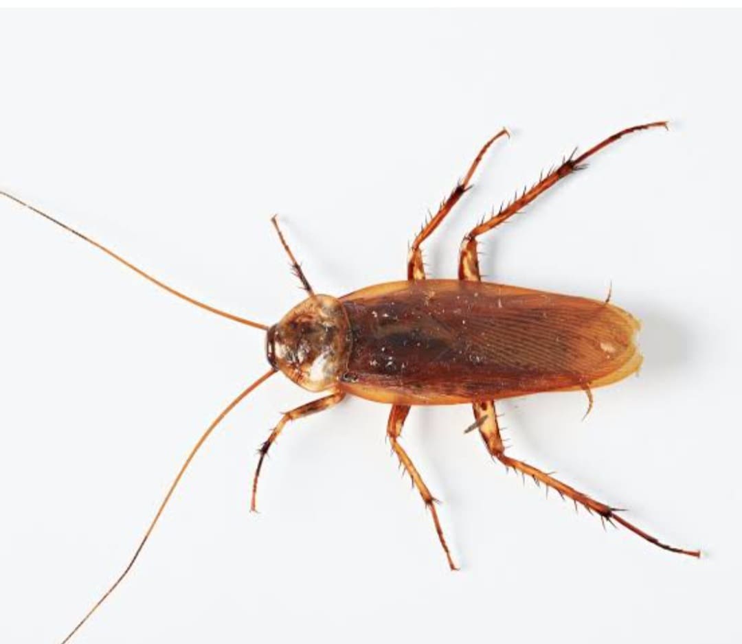 Near pandemic cockroach outbreak in South Africa