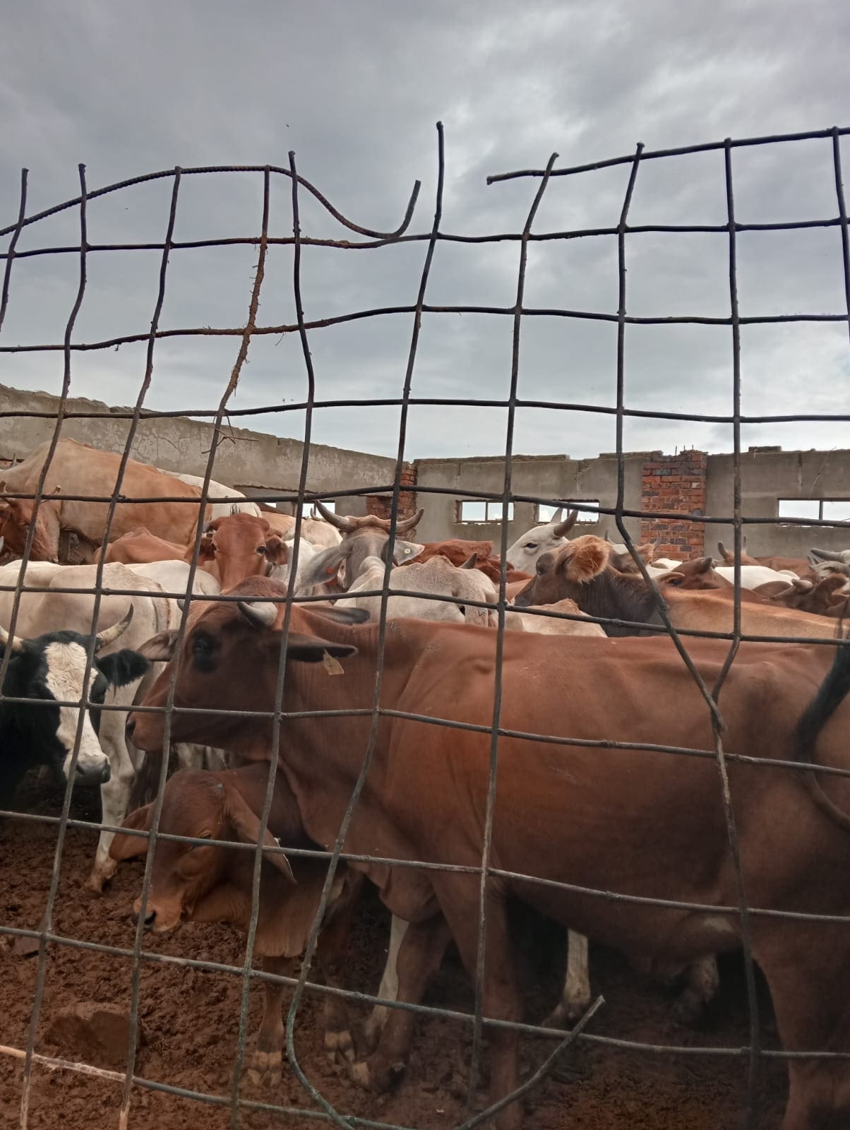 101 stolen cows recovered in Rietfontein Poortjie